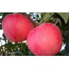 好种植的红色之爱苹果苗优选祝康蓝莓种植 安徽苹果苗