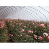 潍坊提供优质的花卉温室建造：花卉温室建设厂家