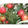 兴民果树苗木出售优质的9602桃树苗——安徽9602桃树苗