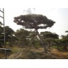 山东黑松盆景基地【百合苗木】黑松价格