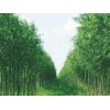 竹柳种植 哪里能买到成活率高的竹柳