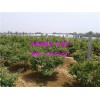哪有合格的3年蓝莓苗种植基地_结果蓝莓苗基地
