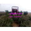 兔眼蓝莓苗_哪里能买到好的蓝莓苗