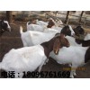 供应阜阳新品波尔山羊 价位合理的波尔山羊