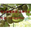 合肥四川苍溪红心猕猴桃苗上哪买，基地直供嫁接猕猴桃苗
