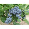 1公分蓝丰蓝莓苗|优质的蓝莓苗推荐