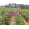 5年蓝莓苗批发|合肥销量好的3年蓝莓苗种植基地【荐】