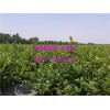 品牌好的3年蓝莓苗种植基地 运城蓝莓苗在哪里购买