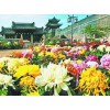 国庆节宿根草花|高纯度国庆菊出售