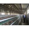 青年鸡养殖：山东信誉好的青年鸡生产基地