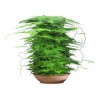 怎么挑选室内植物——市场上具有口碑的室内植物在哪里可以找到