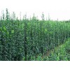 北海道黄杨价格——瀚海花卉出售实用的北海道黄杨