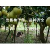 安徽柚子苗供应基地，批发浙江柚子苗