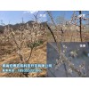 园林绿化，供应青海有品质的园林绿化