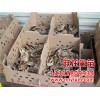 市场上品牌好的广西鸡苗在哪里可以找到_贵港鸡苗批发