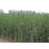 北海道黄杨种植基地：供应山东有品质的北海道黄杨