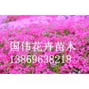 想要优质的芝樱就来国伟花卉苗木：芝樱批发基地