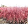 供应山东易种植的红瑞木：山西红瑞木