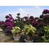 盆栽三角梅价格怎么样_供销三角梅盆栽园林景观绿化
