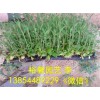 想买好的马鞭草就到裕馨花卉 _出色的山东柳叶马鞭草价格