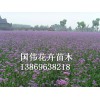 重庆马鞭草 山东哪家马鞭草供应商好