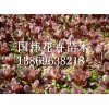 品种好的红叶甜菜出售——江苏红叶甜菜