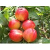 潍坊优惠的香山红桃树苗哪有卖|香山红桃树苗培育基地