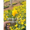 三色堇种植基地|优质的三色堇出售