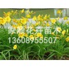 金娃娃萱草价格量大从优——湖南金娃娃萱草小苗