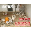贵州鸡苗批发 贵妃鸡苗价格
