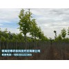 青海宏博农林_优质生态林木供应商：青杨