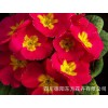 欧洲报春种子价格|东方花卉出售实惠的欧洲报春花种子
