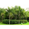 专业种植中东海枣|哪里卖皇后葵