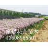 潍坊有信誉度的假龙头小苗生产基地是哪家，上海假龙头小苗生产基地