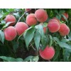 香山红桃树苗供应 市场上有品质的冬雪王桃树苗在哪里可以找到