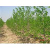 滨州冬枣苗价格行情 二代冬枣树批发