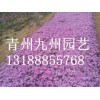 芝樱批发，专业芝樱市场价格情况
