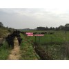 信誉好的黑山羊供应商就在湘潭，价位合理的湖南努比亚黑山羊