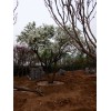 供应山东热销的丁香树|白丁香图片