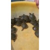 市场上口碑好的甲鱼苗在哪里可以找到_甲鱼价格