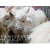 超值的活羊百安食品供应——白山羊收购公司