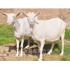 哪里有白山羊收购 优惠的活羊哪里有供应