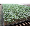 信誉好的黄瓜育苗基质供应商就在潍坊，供应黄瓜育苗基质