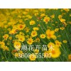 北京金鸡菊小苗生产基地|[家顺花卉苗木]金鸡菊小苗品种优异