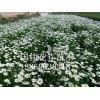宿根花卉上哪买好：大滨菊小苗批发
