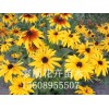 想要品质好的宿根花卉就来家顺花卉苗木，黑心菊小苗价格