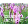 金鸡菊小苗生产基地，精品宿根花卉推荐