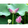 荷花苗多少钱一株 荷花种苗种植