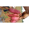 紫红薯苗基地畅销全国  产量高的紫红薯苗