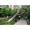 上海回收拆迁树木价格，上海回收拆迁树木